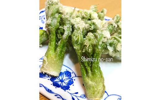 ≪先行予約≫ 山菜の王様 たらの芽 (300g) （2026年1月より順次発送