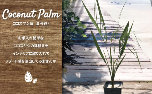 ココスヤシ 2本・ソテツ・ドラセナ・溶岩石【施工込み】【ヤシの木