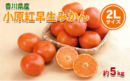 kazuページB・混合梱包品「小原紅早生3年生」＋「みはや」1本・合計2