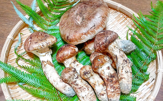 国産まつたけ 500g【先行予約 まつたけ 500g きのこ 松茸 つぼみ 開き