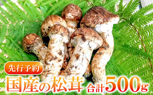 国産まつたけ 500g【先行予約 まつたけ 500g きのこ 松茸 つぼみ 開き
