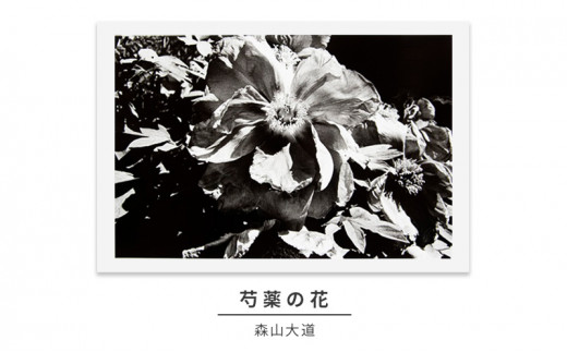 zushi art gallery森山大道写真作品「芍薬の花」（写真集『光と影