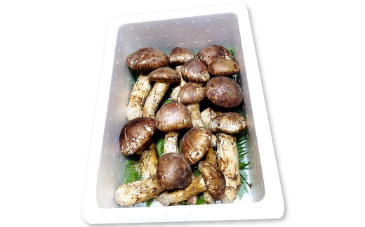 国産まつたけ 500g【先行予約 まつたけ 500g きのこ 松茸 つぼみ 開き