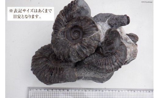 北海道産 アンモナイト 2500g置き物 北海道産 アンモナイト 2500g