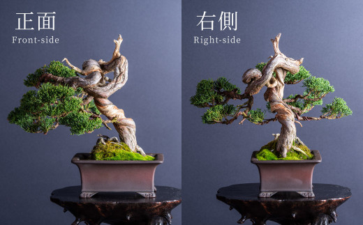 盆栽 翠松園 真柏 斜幹 樹齢80年 - 兵庫県加西市｜ふるさとチョイス