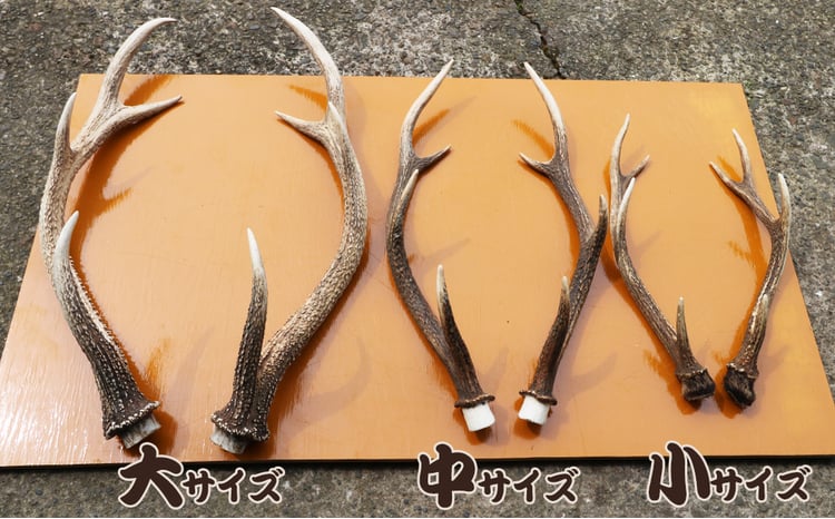 房総ジビエクラフト】工芸・壁飾り用天然素材『日本鹿の角 一対』大