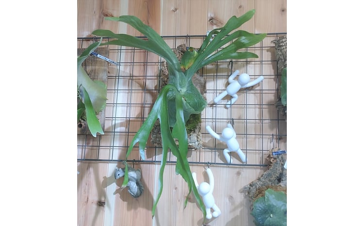 FK7-0190 ビカクシダ コルク板付（グランデ）＜数量限定＞ 観葉植物