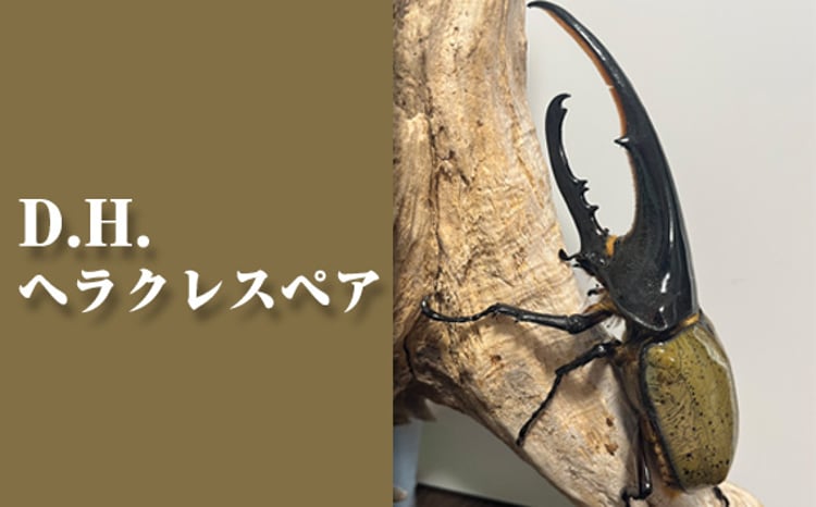 sd1_910da3bfc632a5fa3f95ea953e