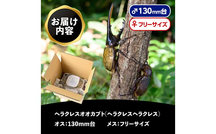 C76002 ヘラクレスオオカブト (ヘラクレスヘラクレス) 成虫ペア オス