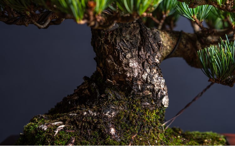 盆栽 翠松園 宮島五葉松 模様木 樹齢80年 - 兵庫県加西市｜ふるさと
