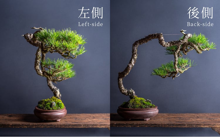 YUUTAさん専用 赤松 文人盆栽 高さ95センチです YUUTAさん専用 赤松