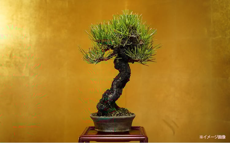 sd1_1190a09a73e55cda32cacbaa01