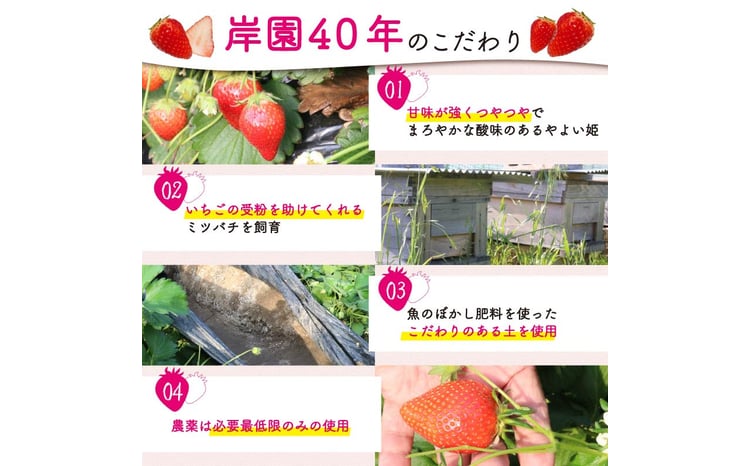 数量限定】【つやつやでまろやかな酸味】やよい姫 約1.2kg 300g×4