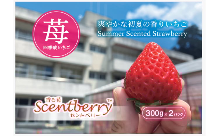 新品種 香川県産夏イチゴ 香る苺/Scentberry/セントベリー 約300g×2