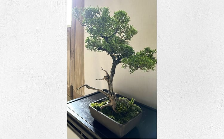 限定一点】糸魚川真柏 商品番号6 山採り木 現品限り 盆栽【新潟県