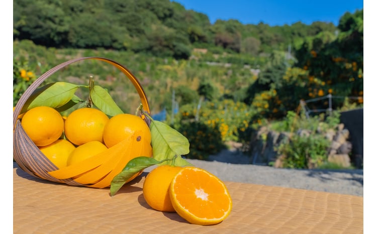 訳アリ】「河内みかん堂」のみかん9kg＋傷み補償付き（家庭用）【2026