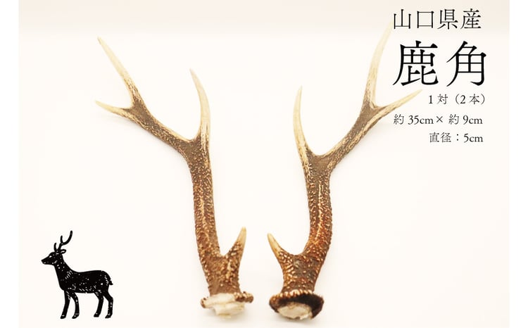 鹿角 小 1対 (横約35cm×縦約9cm) インテリア 雑貨 1点もの 天然 - 山口