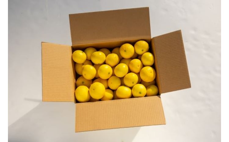 間城農園 爽やかな香りの黄金柑(おうごんかん)2.5kg - 黄蜜柑 きみかん