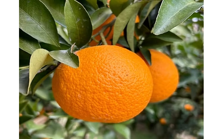 L-51 まちなが家族農園の完熟みかん 5kg みかん ミカン 蜜柑 たら