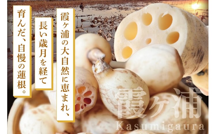 特選】ふなしま蓮根（2㎏箱）2～4本｜老舗産地 レンコン 希少品種