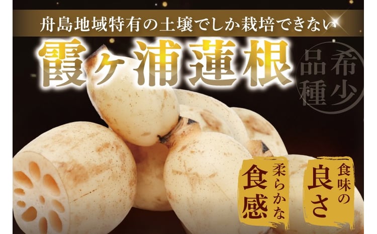 特選】ふなしま蓮根（2㎏箱）2～4本｜老舗産地 レンコン 希少品種