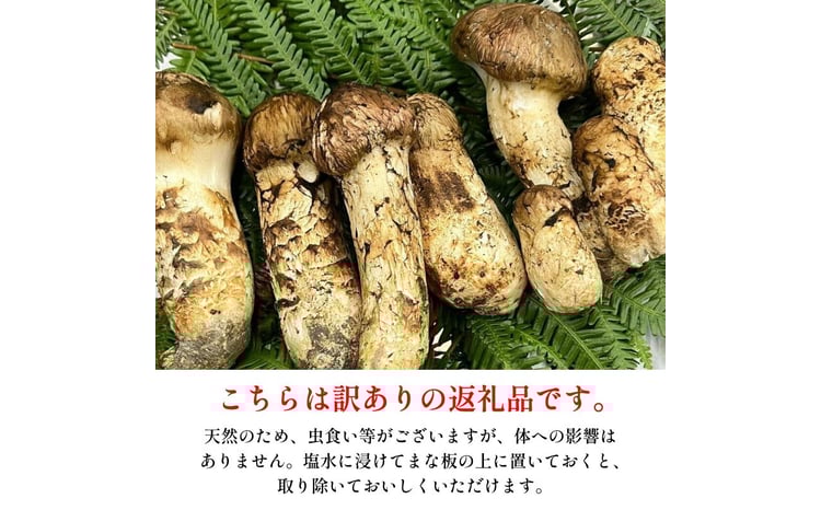 訳あり 松茸 400g 4～10本 天然 希少 まつたけ マツタケ 国産 きのこ