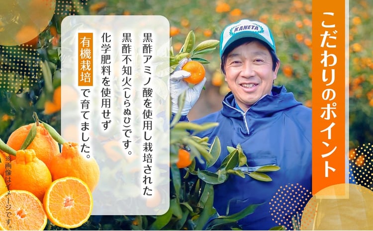 かねひろの黒酢不知火 【2026年3月上旬～5月下旬まで順次発送予定