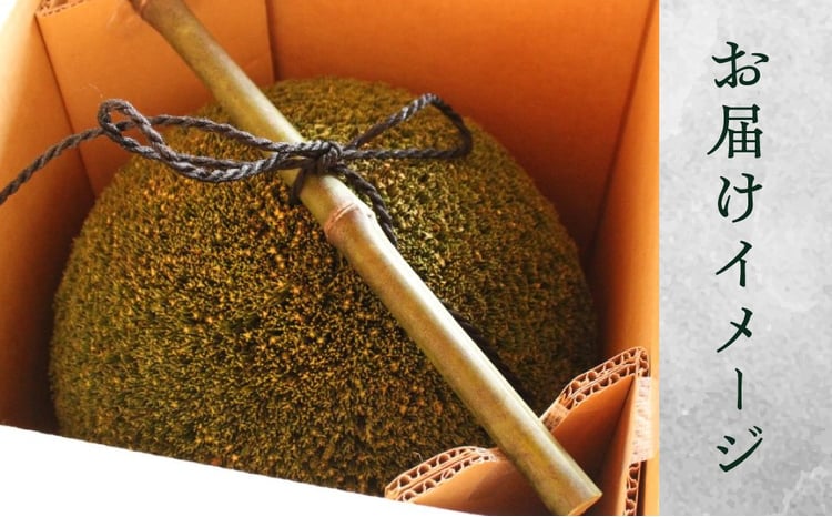 日本酒ライフに彩りを！杉玉直径30cm。自宅やお店のインテリアに