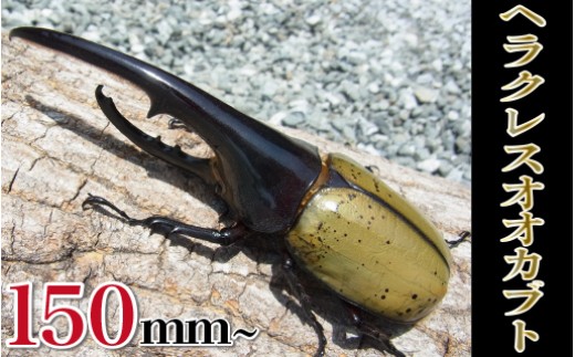 ヘラクレスオオカブト♂150mm～+♀セット N022-YD0253 - 宮崎県延岡市