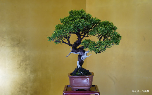 真柏盆栽（中型サイズ） 【11100-0068】 - 埼玉県さいたま市｜ふるさと
