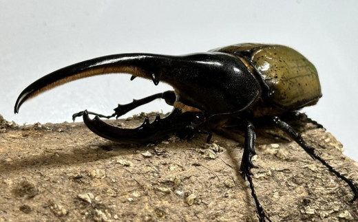 先行予約】ヘラクレスオオカブト ペア 少し訳あり（オス120mm～140mm