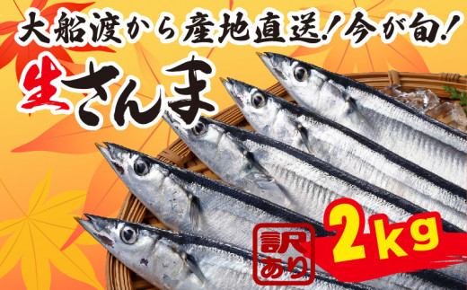 さんま 約1.5kg 12尾～18尾 冷蔵 鮮秋刀魚 期間限定 [発送:2025年9月