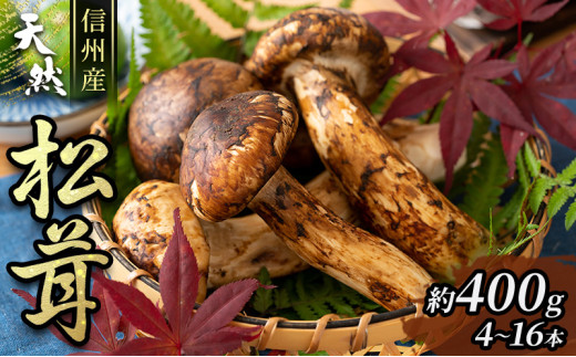 信州産「天然松茸」（約400g/4～16本） 野菜 きのこ まつたけ [№5659