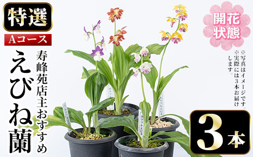 個数限定】寿峰苑特選えびね蘭 店主おすすめ標準Aコース（3本～4本
