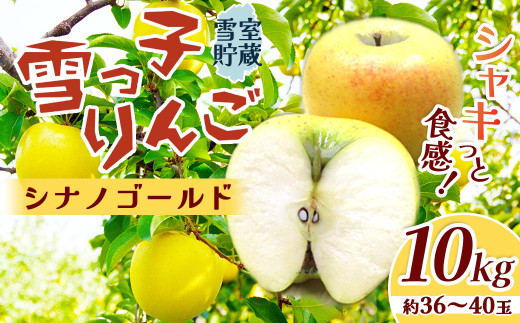 数量限定 2026年 4月発送 予約受付 】雪っ子 りんご 熟成 シナノ