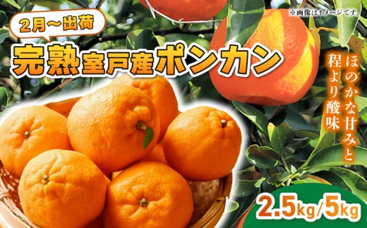 先行予約】 ポンカン 越年完熟 室戸 産 2.5kg 5kg みかん ぽんかん