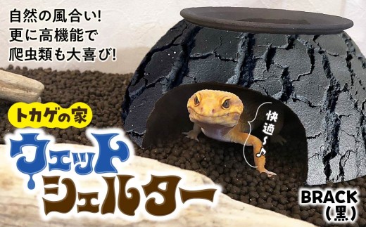 トカゲの家 ウェットシェルター 黒 爬虫類 | ペット トカゲ とかげ