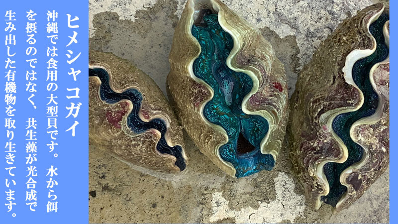 今帰仁産 天然シャコ貝 贅沢な4パック - 沖縄県今帰仁村｜ふるさと