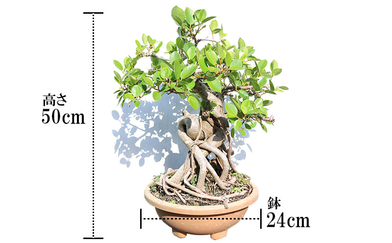 沖縄盆栽 ガジュマル 樹齢約10年 一点物 - 沖縄県宜野座村｜ふるさと