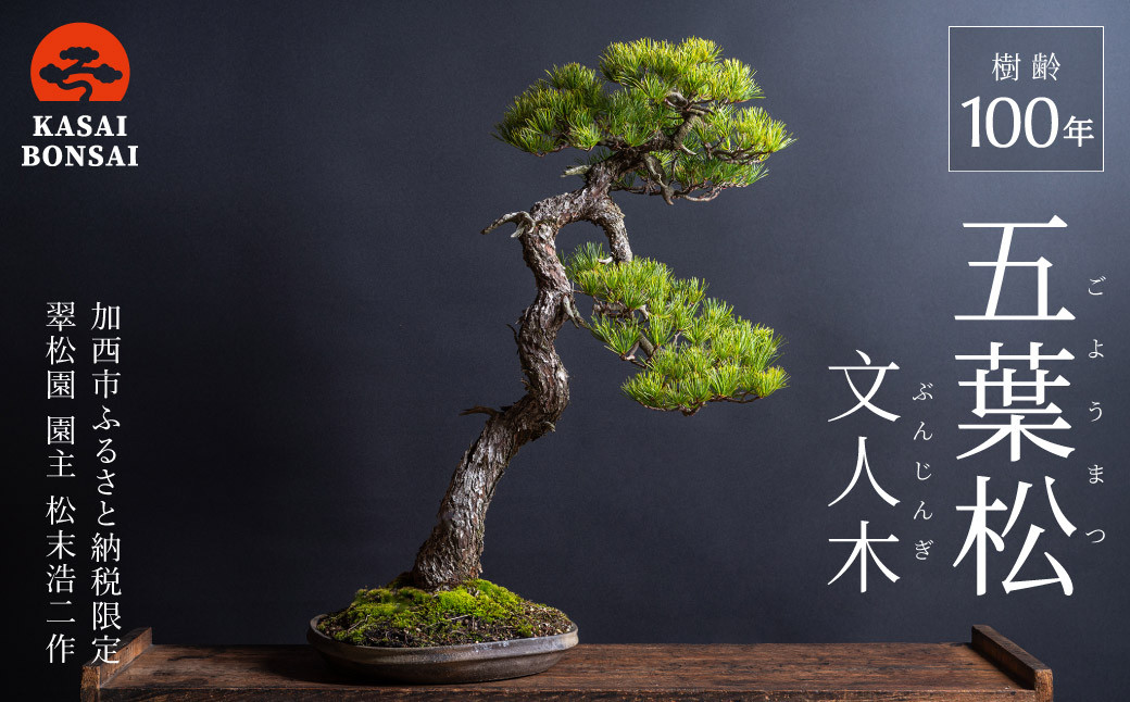 盆栽 翠松園 五葉松 文人木 樹齢100年 - 兵庫県加西市｜ふるさと