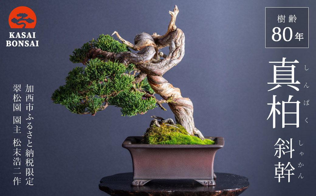 盆栽 翠松園 真柏 斜幹 樹齢80年 - 兵庫県加西市｜ふるさとチョイス