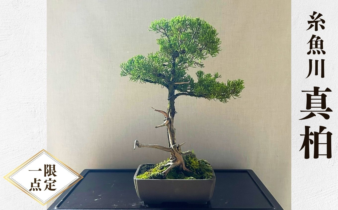 限定一点】糸魚川真柏 商品番号6 山採り木 現品限り 盆栽【新潟県