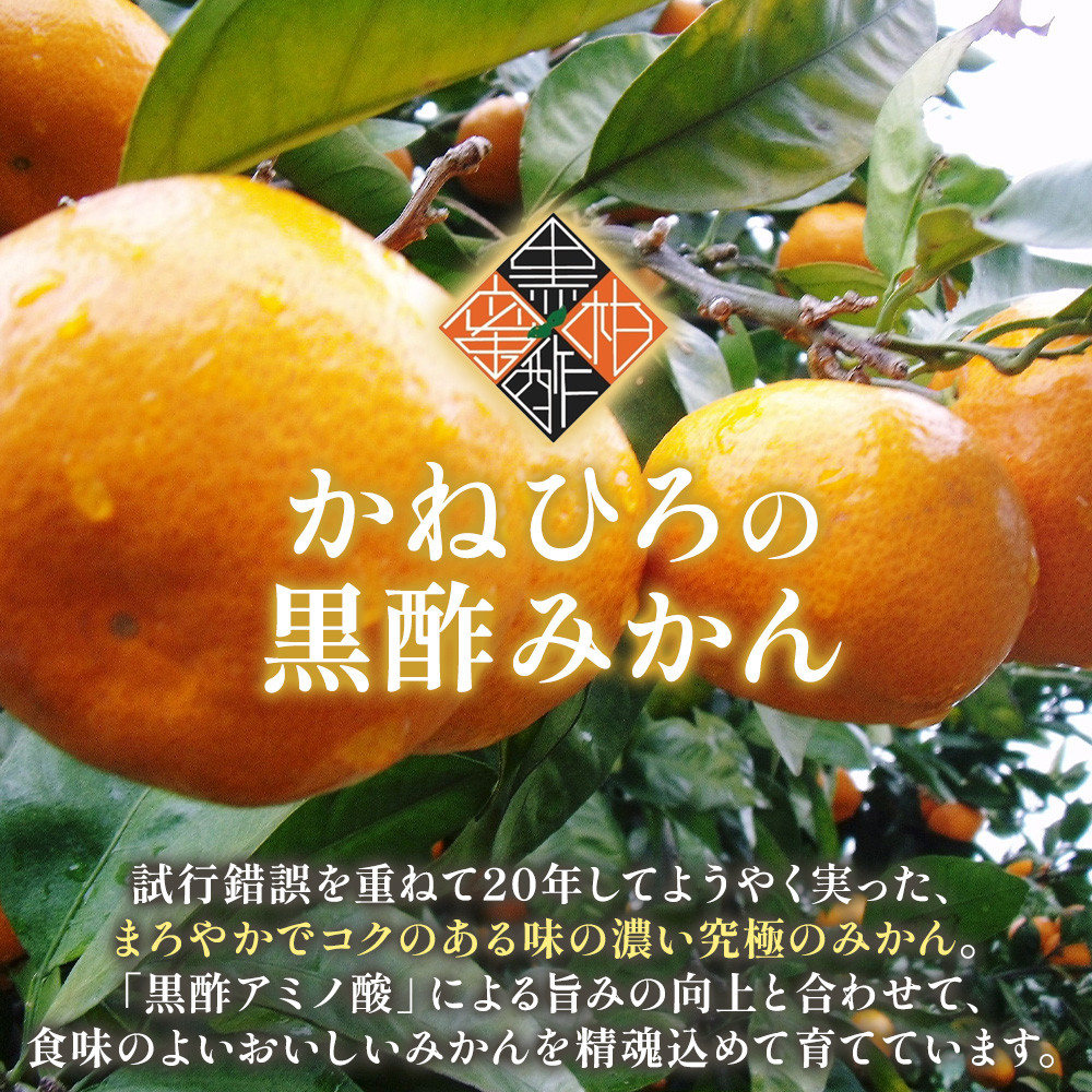 かねひろの黒酢みかん【プレミアム】11kg 【7営業日以内発送】 【2026