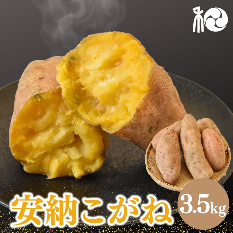 出さない！！＞＞【2025年分予約】『安納こがね』 白皮の安納芋