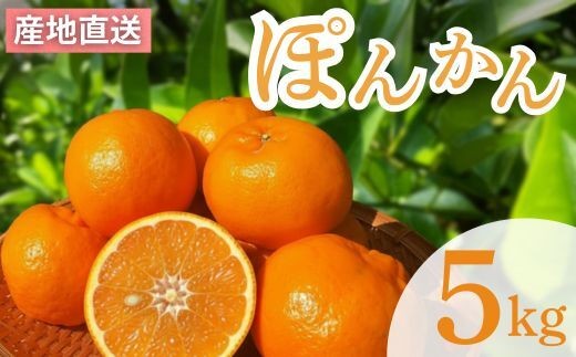 先行予約受付中】ぽんかん 5kg ｜ 優品 室戸 ポンカン LLサイズ｜高知