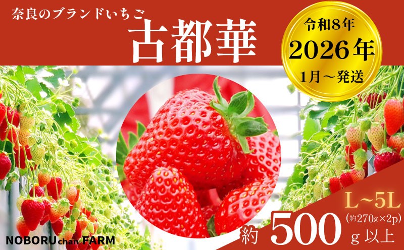 いちご ことか 500g~1.6kg以上 1パック270g 古都華 先行予約 数量限定