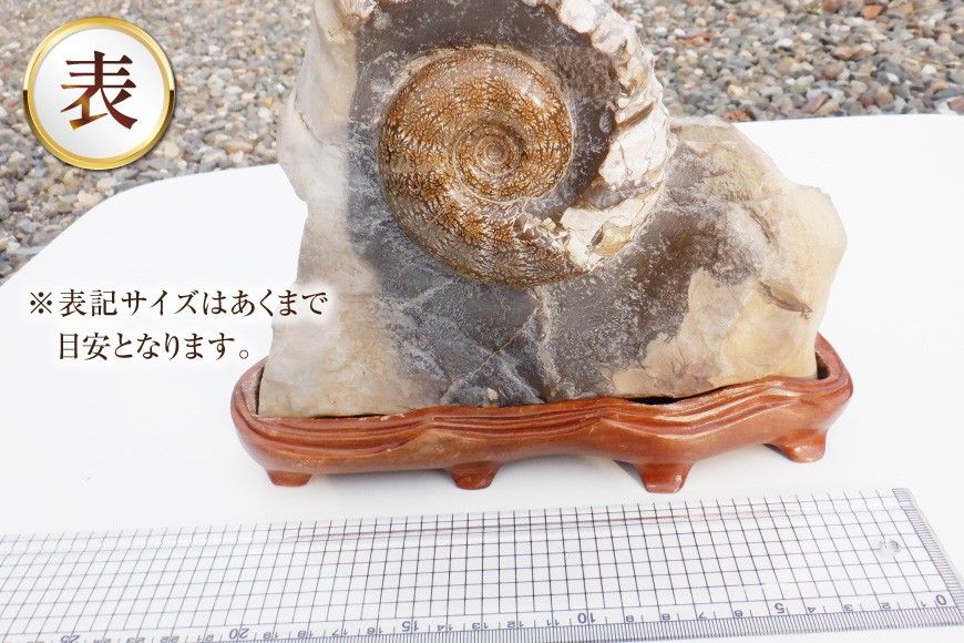 化石 アンモナイト 羽幌産 台付き [加藤樹石苑 北海道 歌志内市