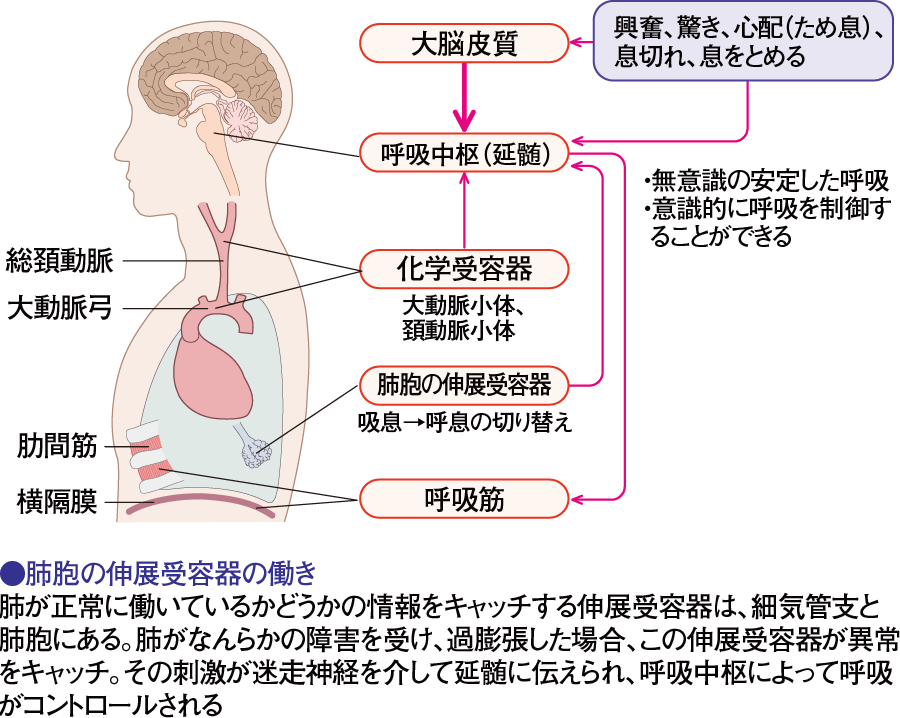呼吸のメカニズム｜呼吸する（4） | 看護roo![カンゴルー]