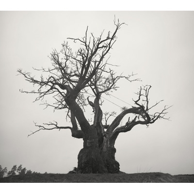 SEKAI NO OWARI 2010-2019 : SEKAI NO OWARI | HMV&BOOKS online