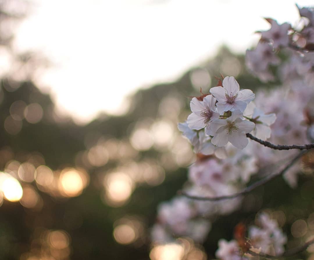 Nikon AF-S DX NIKKOR 35mm f/1.8Gを徹底解説。作例からレビューまで